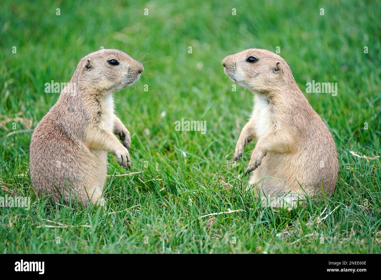 Schwarzschwanz-Präriehund (Cynomy ludovicianus), Deutschland Stockfoto