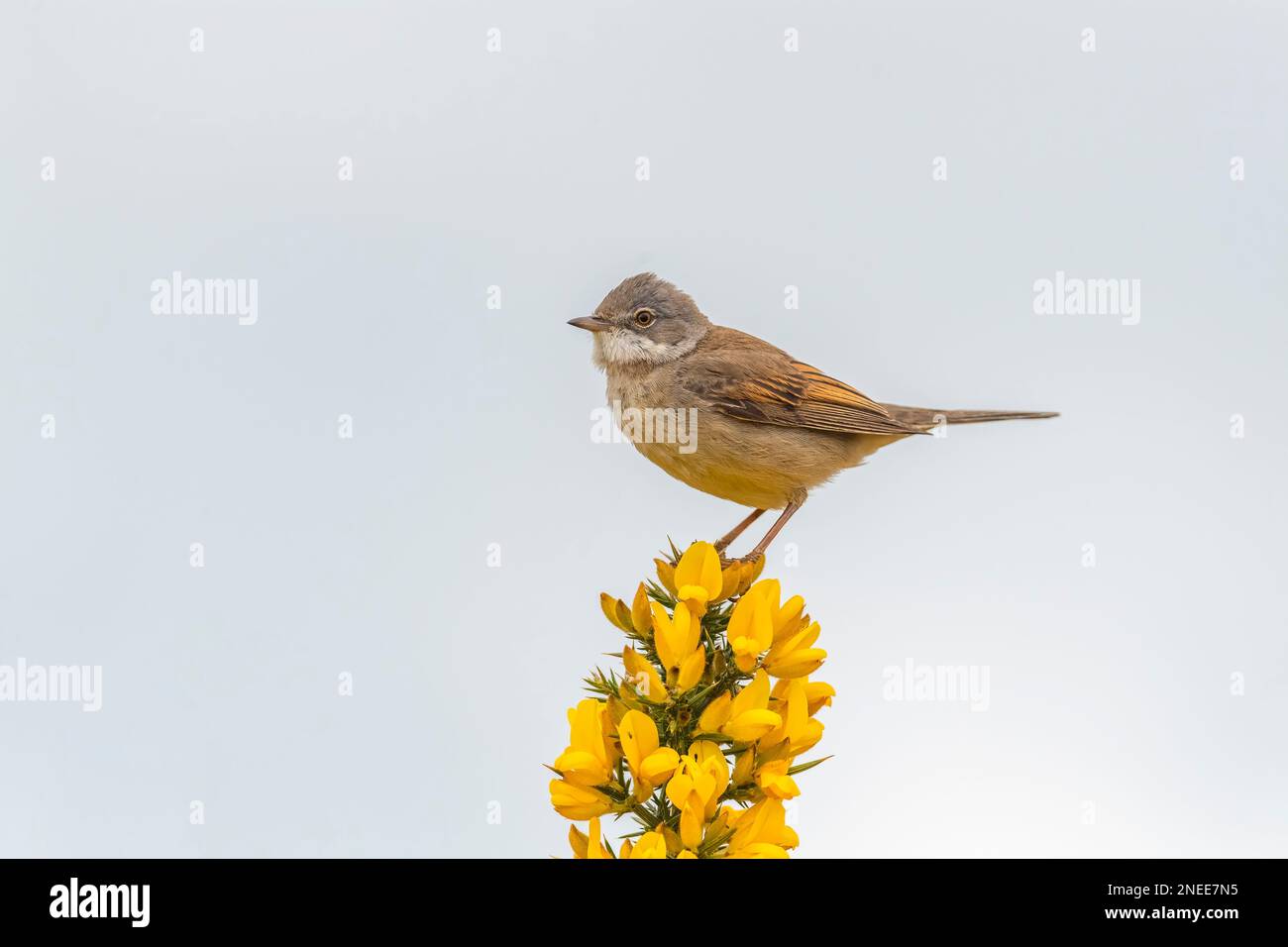 Gemeiner Weißer Hals, sylvia communis, männlich, hoch oben auf einem Ast im Frühling Stockfoto