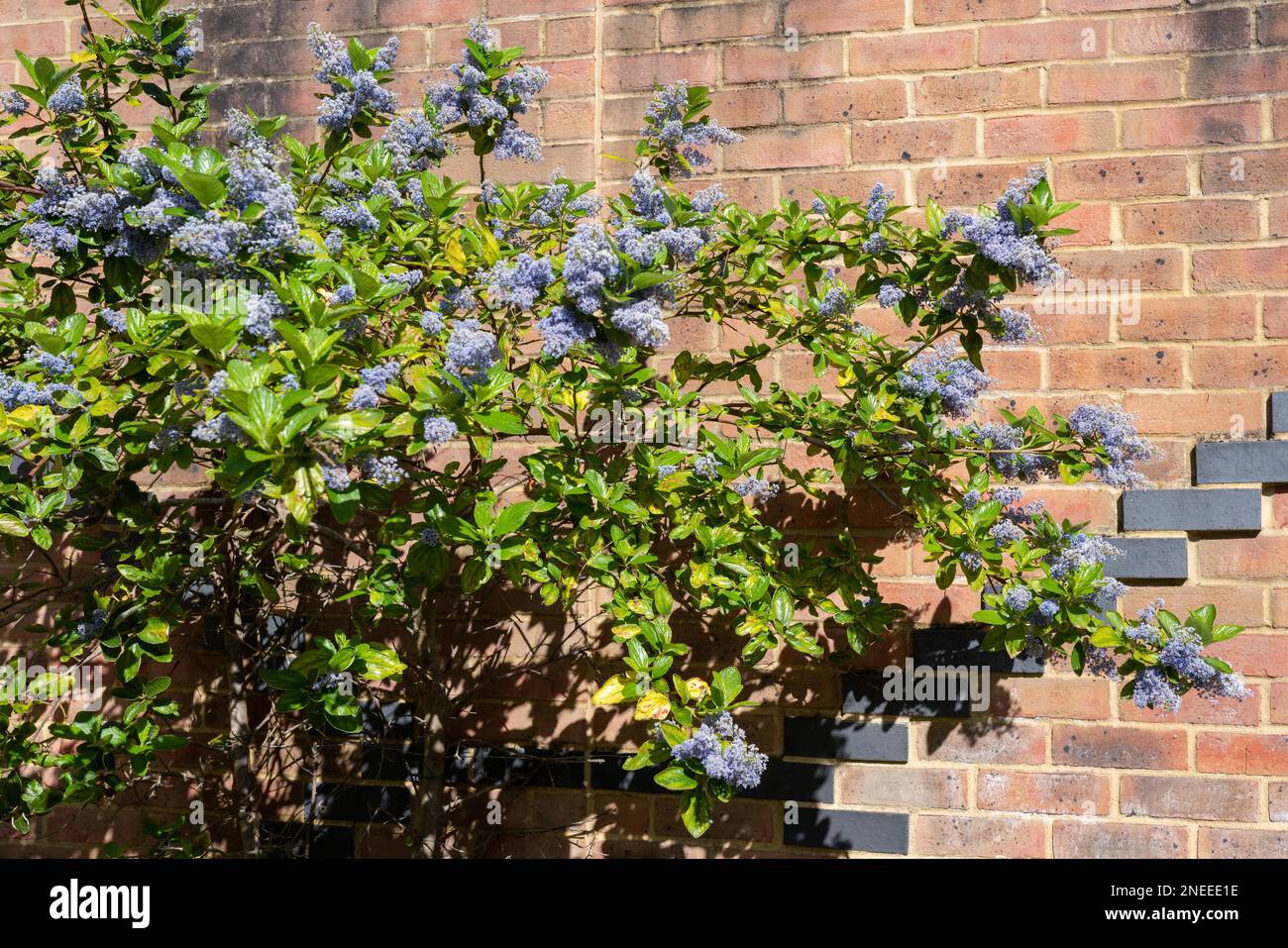 Blaue Blüten eines Ceoanthus, die im Frühling blühen Stockfoto