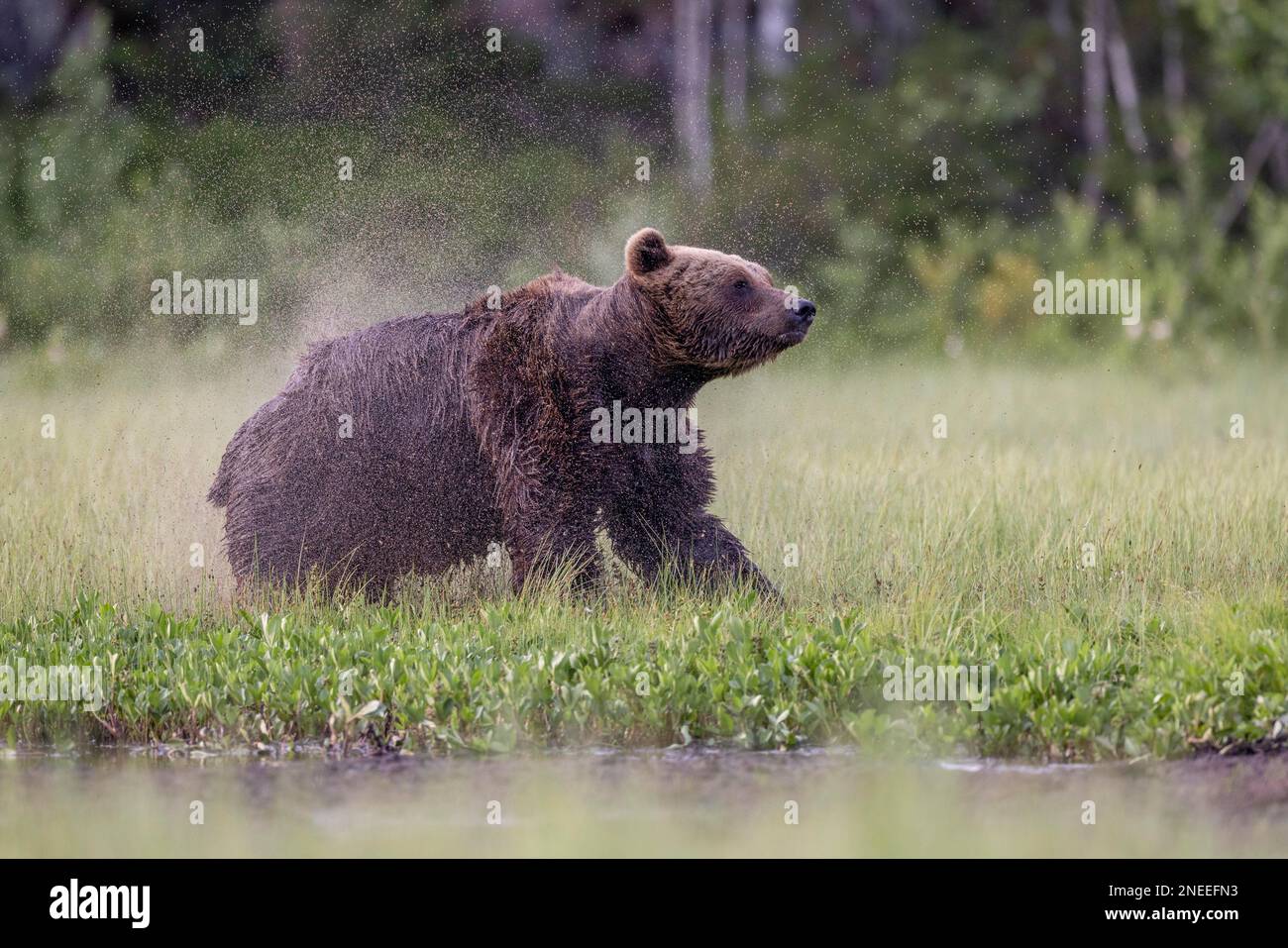 Braunbär (Ursus arctos), Zittern, Wasserspritzer, Kuusamo, Finnland Stockfoto