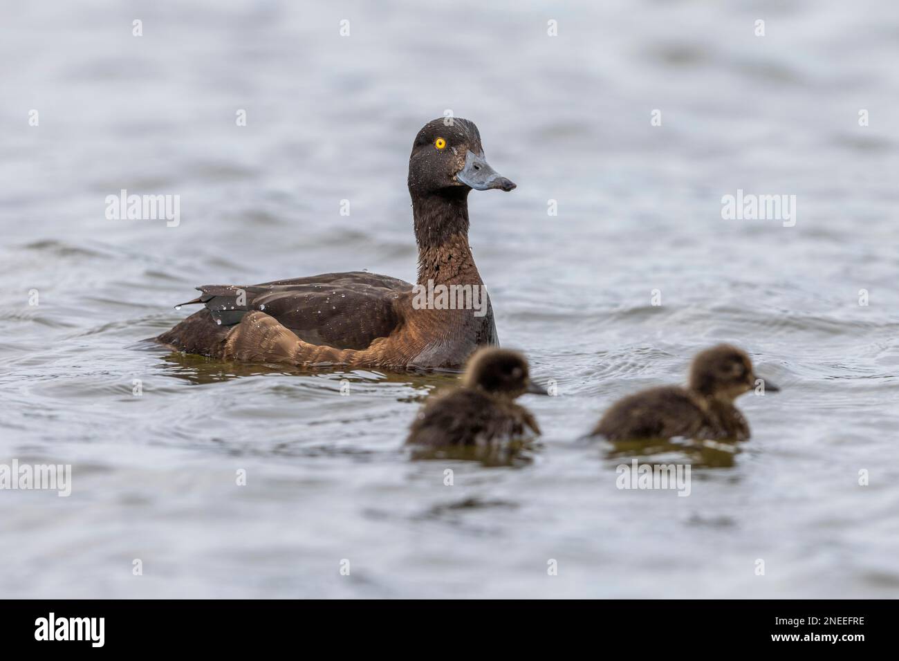 Getuftete Ente (Aythya fuligula), weiblich, mit Küken, Tromsoe, Tromso, Troms Og Finnmark Province, Norwegen Stockfoto