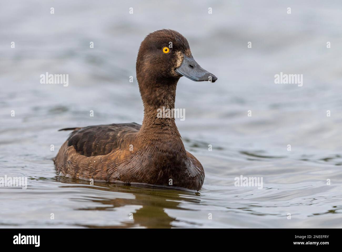 Tuftente (Aythya fuligula), weiblich, Tromsoe, Tromso, Troms Og Finnmark Province, Norwegen Stockfoto