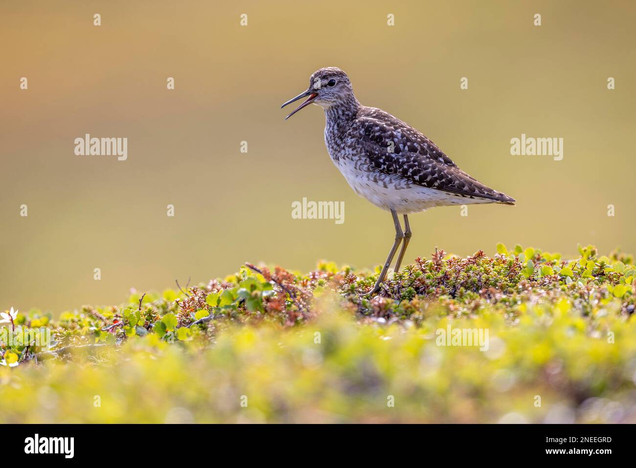 Wood Sandpiper (Tringa glareola) im Zuchtgebiet, Fjell, Calling, Dwarf Birch (Betula nana), Varanger Peninsula, Finnmark, Norwegen Stockfoto