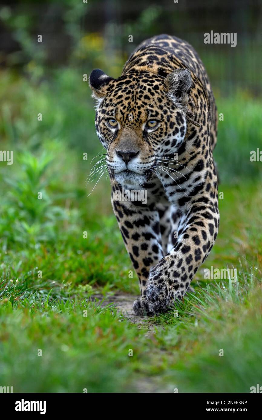 Jaguar (Panthera onca) mit Funkhalsband schleicht sich durch das Gras