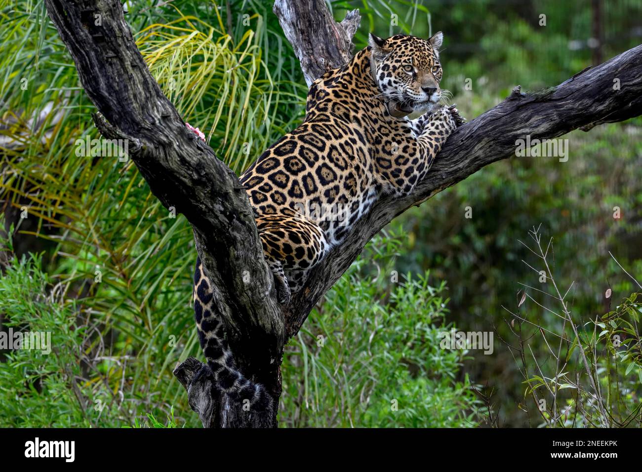 Jaguar (Panthera onca) mit Funkmanschette in einer Abzweiggabel im Baum, unverankert, Zuchtstation des Conservation Land Trust, Ibera Project, Esteros Stockfoto