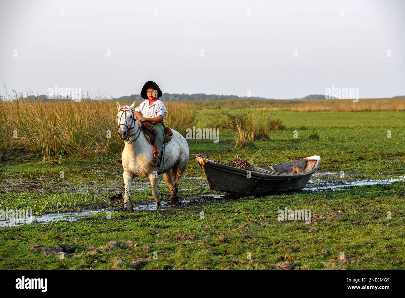 Junger Gaucho, der ein Boot mit Schilf zieht, traditionelle Transportmittel, Puesto Mingo, Esteros del Ibera, nahe Concepcion del Yaguarete Cora Stockfoto