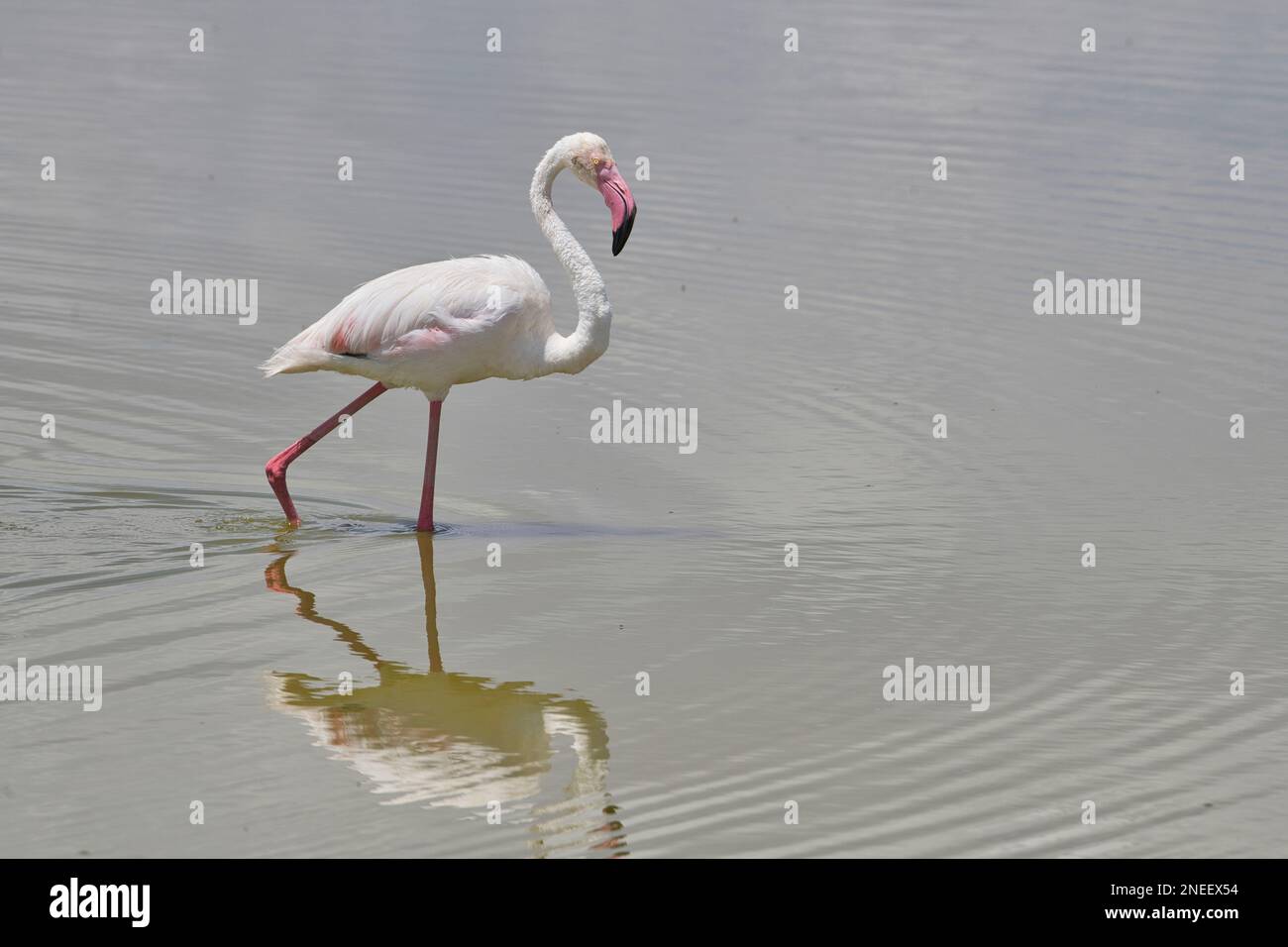 Ein einziger größerer Flamingo (Phoenicopterus roseus), der in einem flachen See, Amboseli Nationalpark, Kenia, forscht Stockfoto