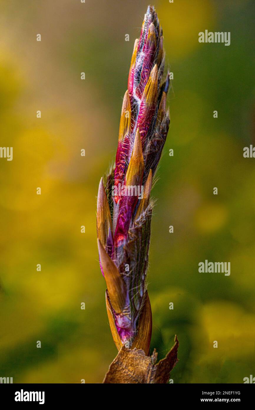 Im Frühling entstehende Buchenblätter mit hellgrünem Hintergrund Stockfoto