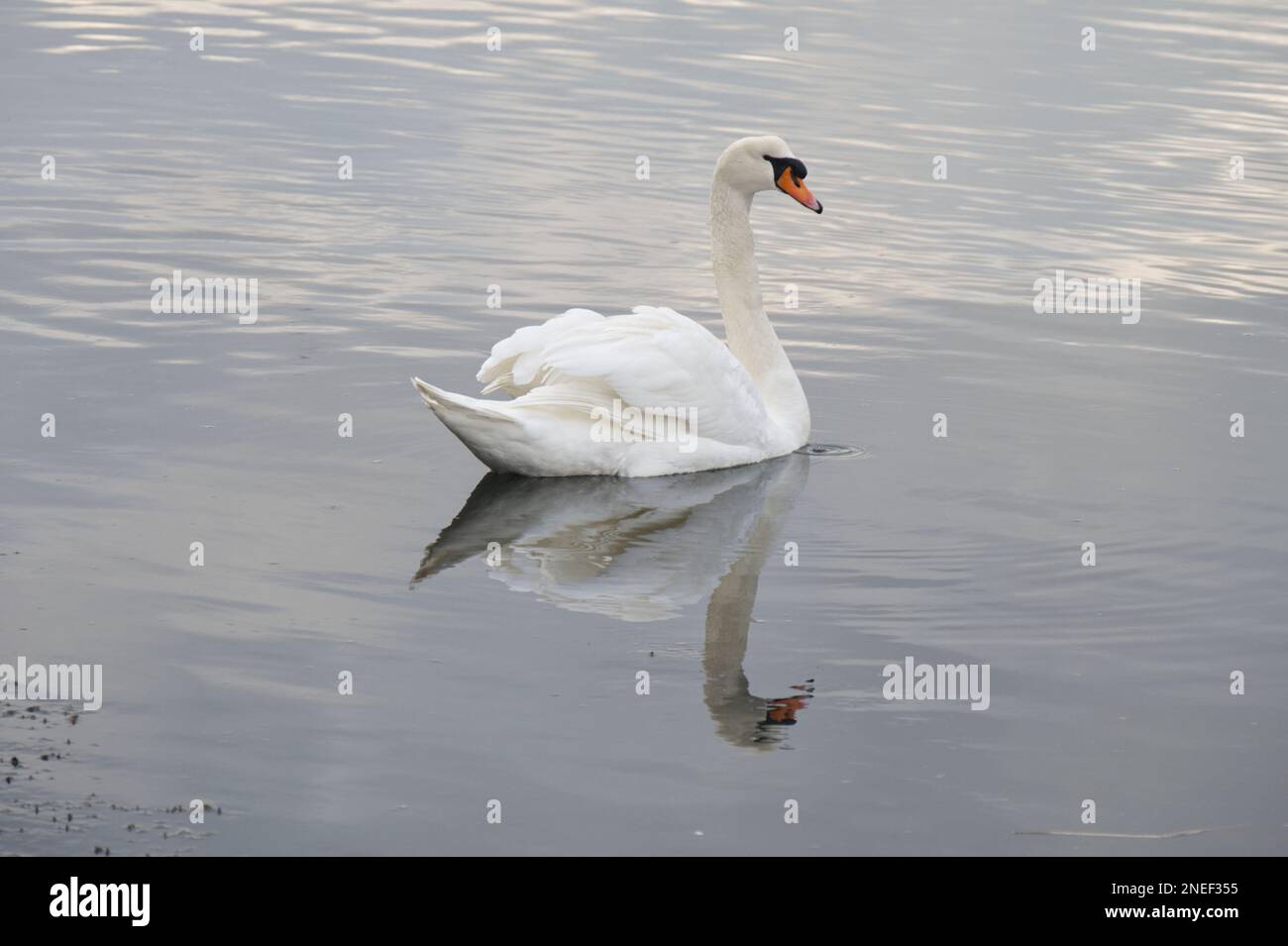 Ein weißer, stummer Schwan, Cygnus-Farbe, in einem ruhigen Meer mit Wellen und Reflexionen, England Februar Stockfoto