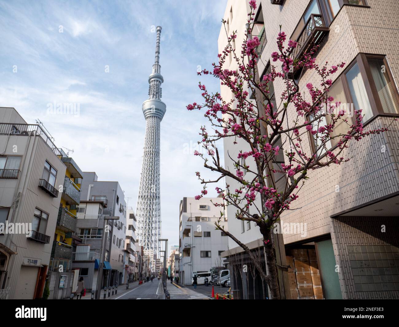 Ein Blick auf den Tokyo Skytree und einen blühenden Kirschbaum in Tokio. Stockfoto