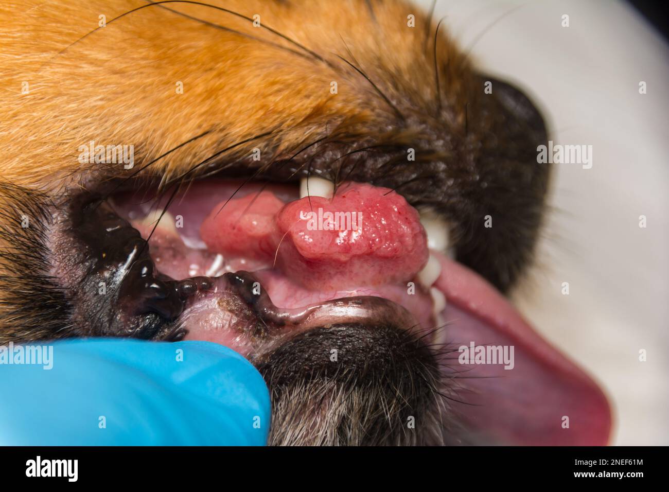Nahaufnahme eines Hundes mit Epulis Stockfotografie - Alamy