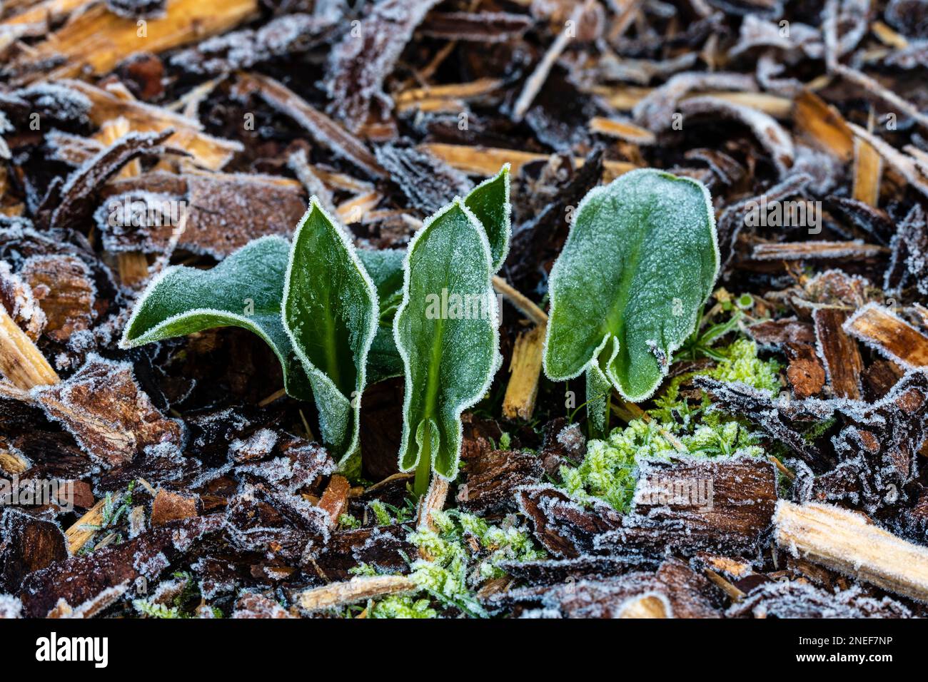 Arum creticum, Blätter, die im Januar auftauchen und von Frost bedeckt sind. Familie Araceae Stockfoto