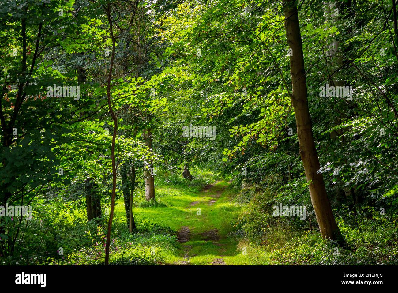 Wandern Sie im Sommer durch Bäume im Wald mit grünen Blättern auf den Bäumen und versenkten Schatten auf dem Boden. Stockfoto