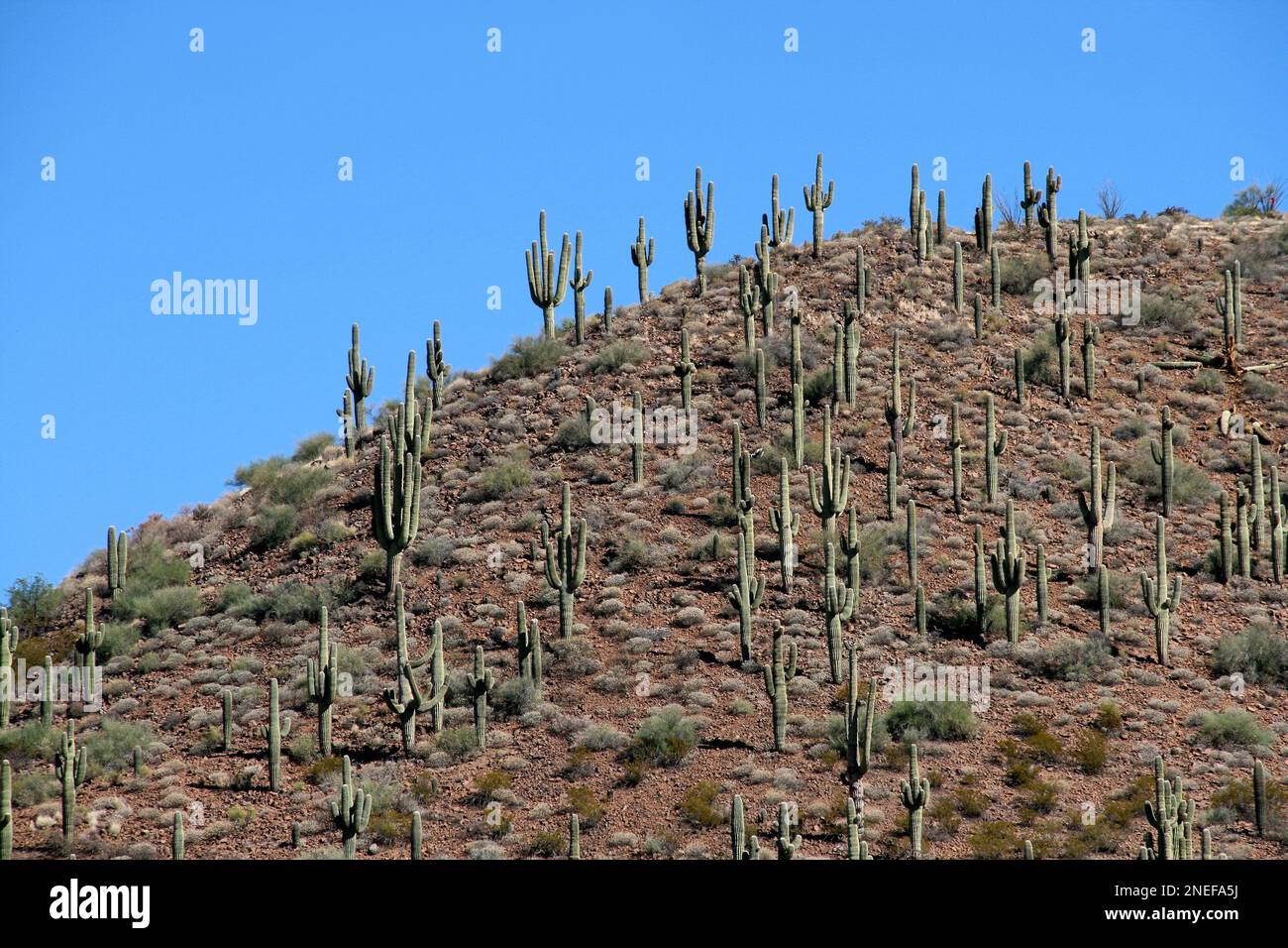 Kaktuskönig aus Arizona Stockfoto