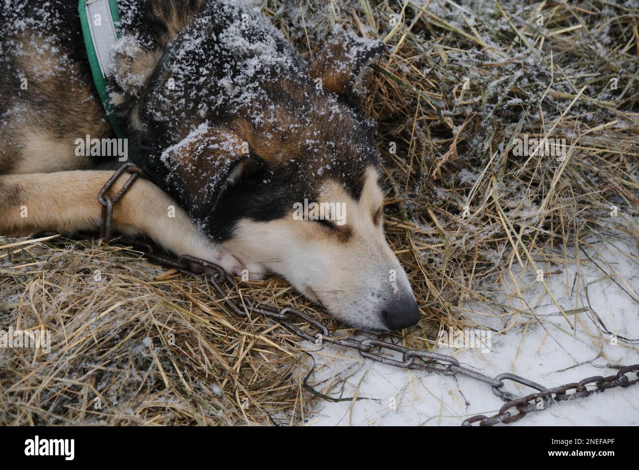 Der graue rote Schlittenhund Alaska Husky schläft im Stroh während des Schneefalls. Machen Sie eine Pause beim Rennen um den halbblütigen Schlittenhund im Norden. Entspannen und Energie sparen Stockfoto