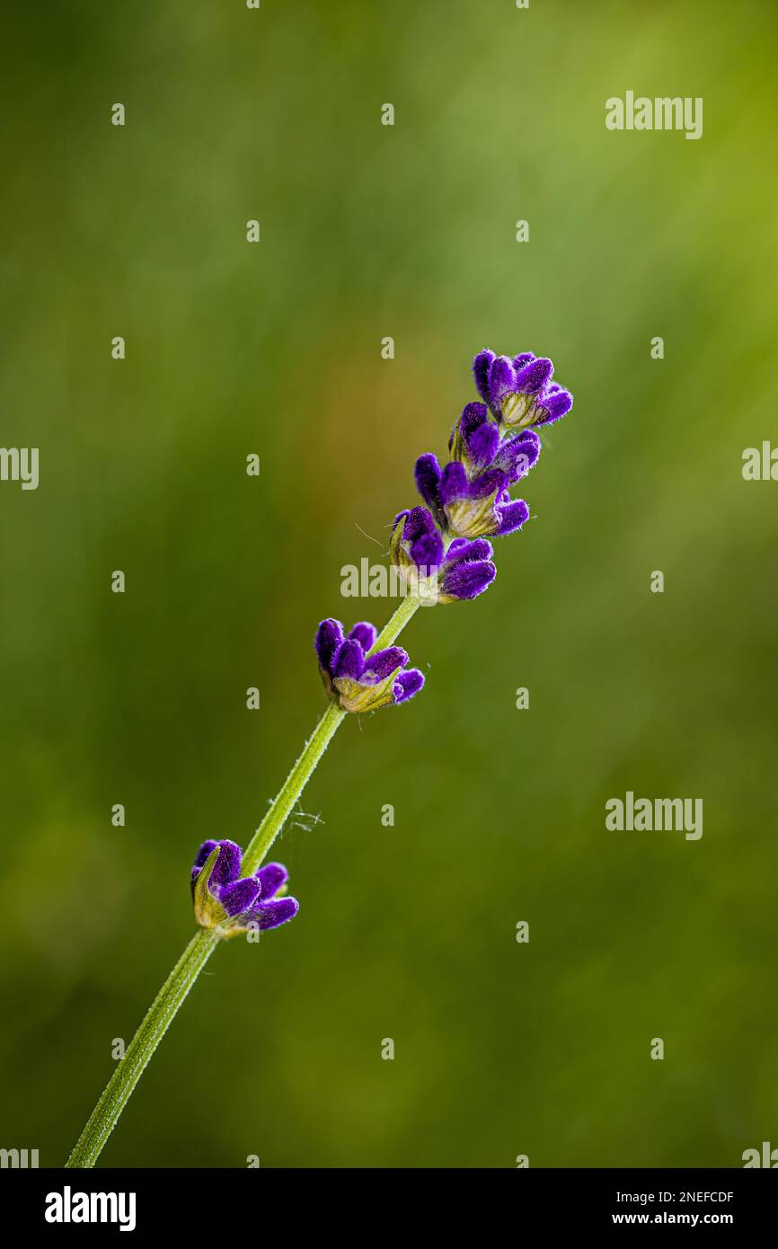 Der schöne Lavendelgeruch in Ihrem Garten, im Sommer Stockfoto