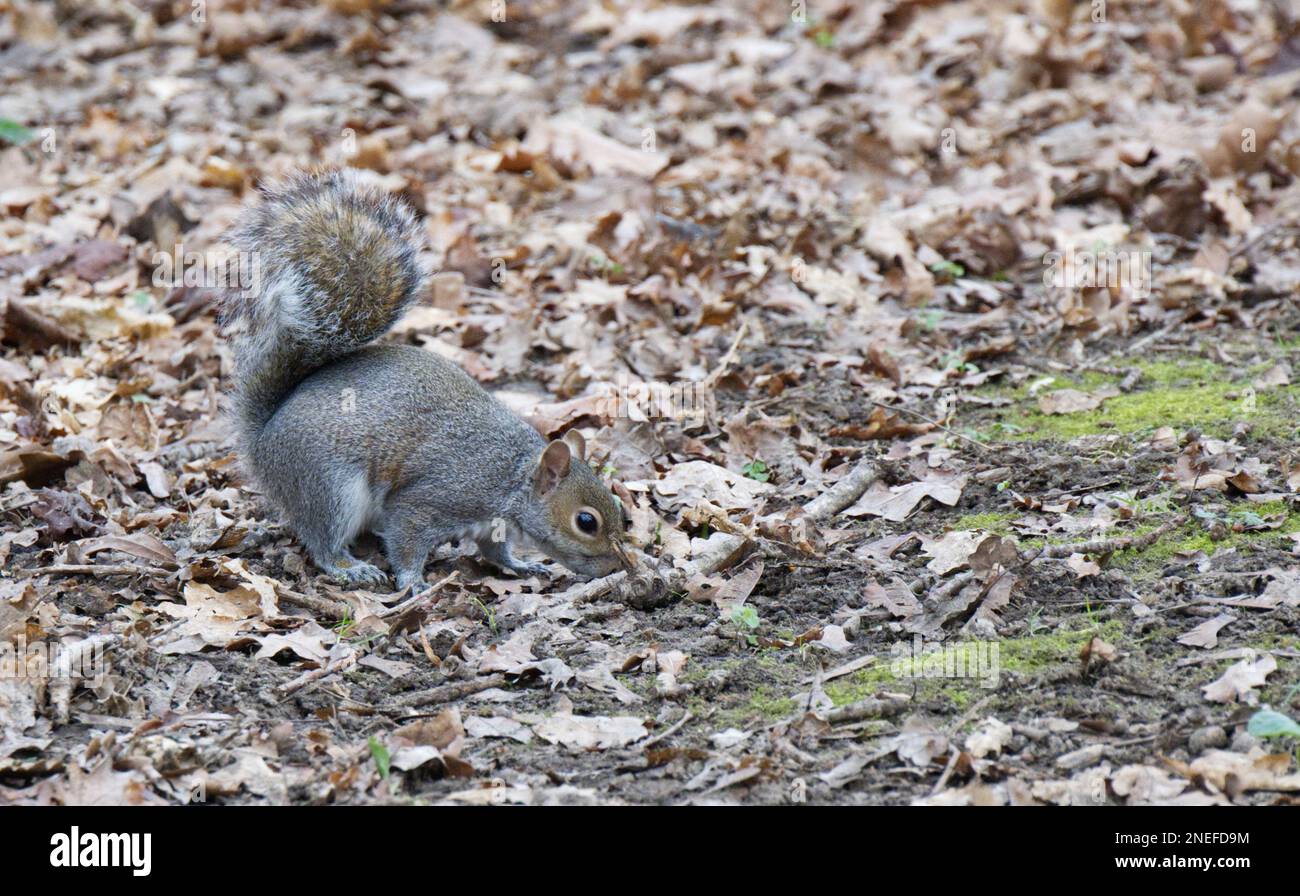 Östliches graues Eichhörnchen, Sciurus carolinensis, Futtersuche in gefallenen Eichen, England, Februar Stockfoto