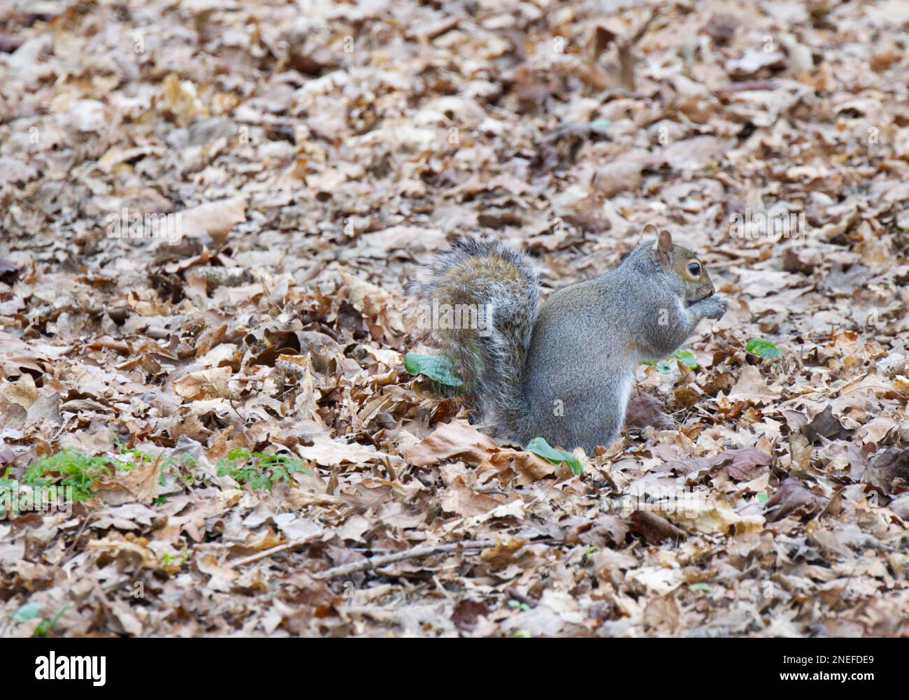 Östliches graues Eichhörnchen, Sciurus carolinensis, Futtersuche in gefallenen Eichen, England, Februar Stockfoto