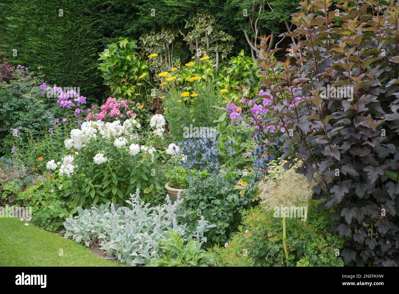 Ein Perenniel-Blumenrand in voller Blüte in einem englischen Hüttengarten im Sommer Stockfoto