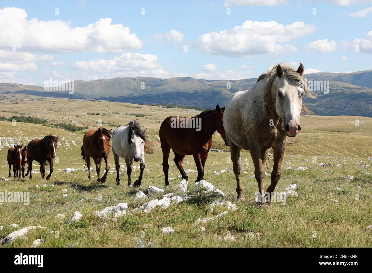 Natur und Tierwelt Stockfoto