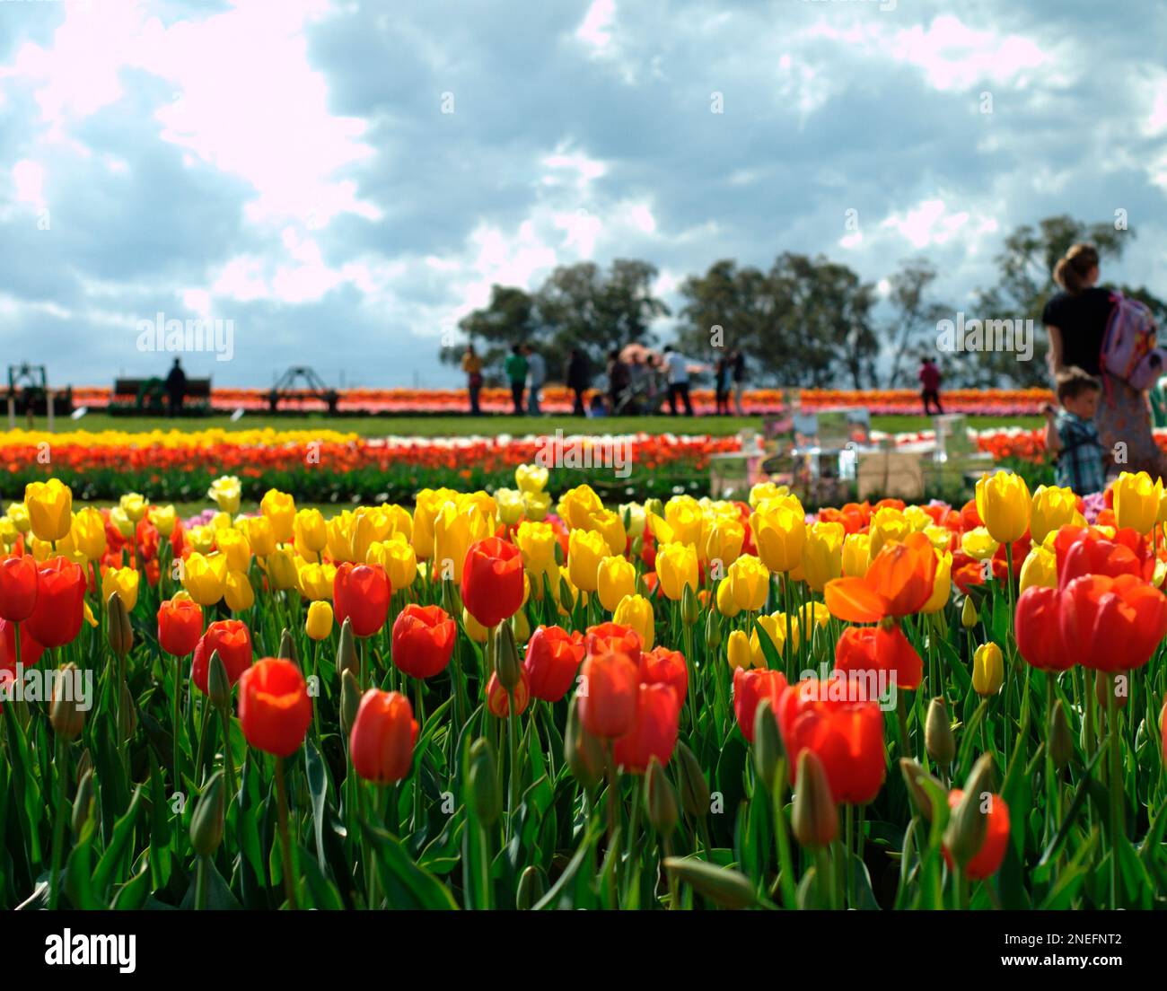 Blühende Schönheit: Die farbenfrohe Magie von Tesselaars Tulpengarten einfangen Stockfoto