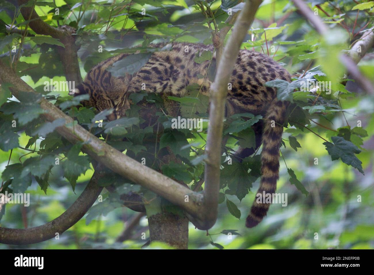 Nahaufnahme einer Geoffroys Katze, die friedlich in einem Baum schläft. Stockfoto