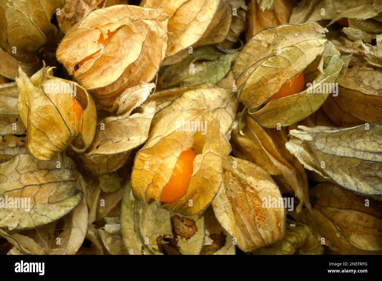 Nahaufnahme eines Stapels goldener Beeren (Physalis) auf einem Marktstand. Stockfoto