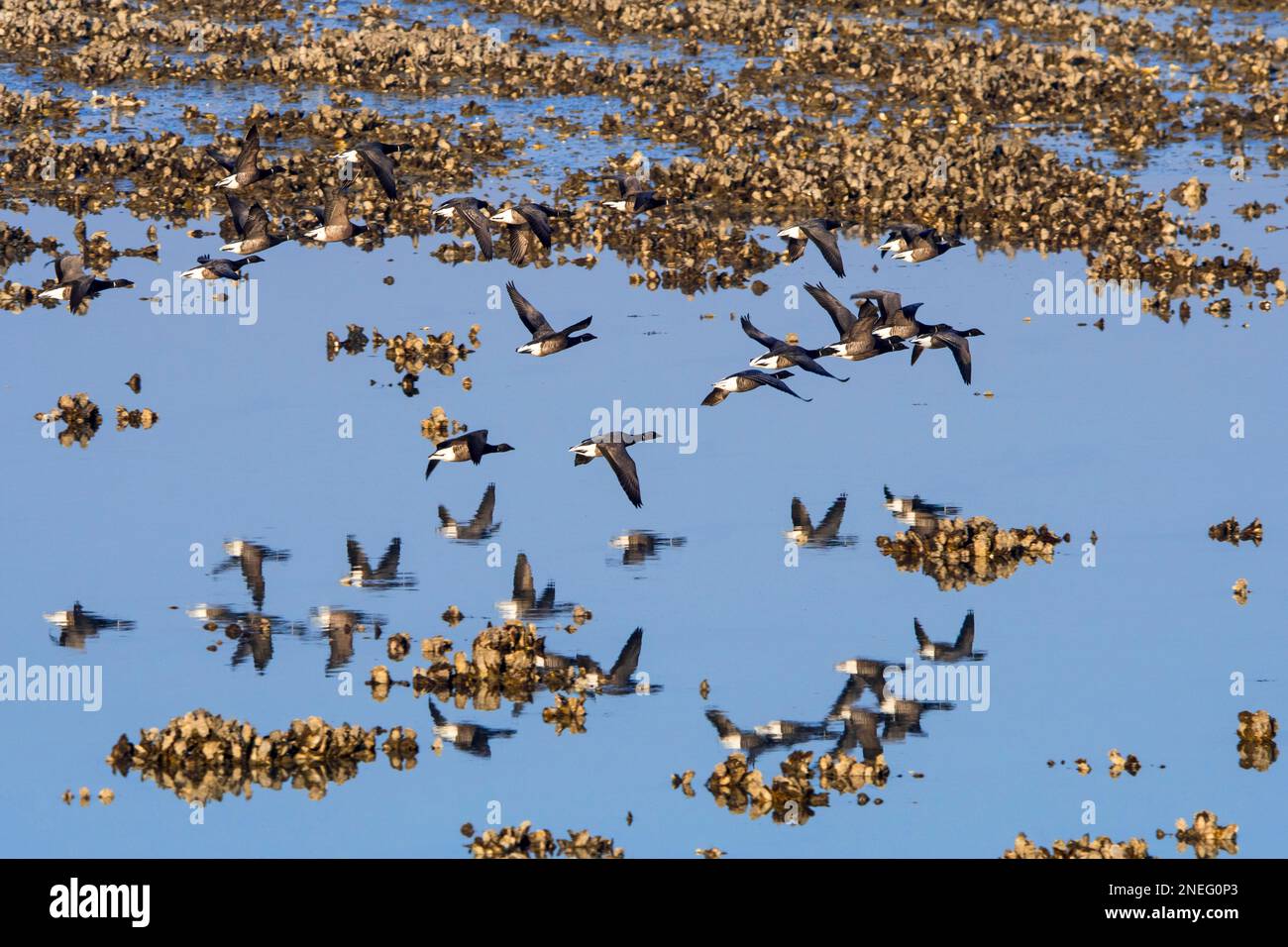 Brant Gänse Herde / Gruppe brent Gänse (Branta bernicla) fliegt im Winter bei Ebbe entlang der Nordseeküste über exponiertes Pazifisches Austernbett Stockfoto