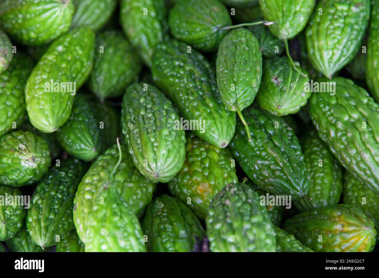 Stapel Momordica charantia (Kolloquial: Bittermelone; Bitterapfel; Bitterrippe; Bitterkürbis; Bitterkürbis; Balsam-Birne) auf einem Marktstand. Stockfoto
