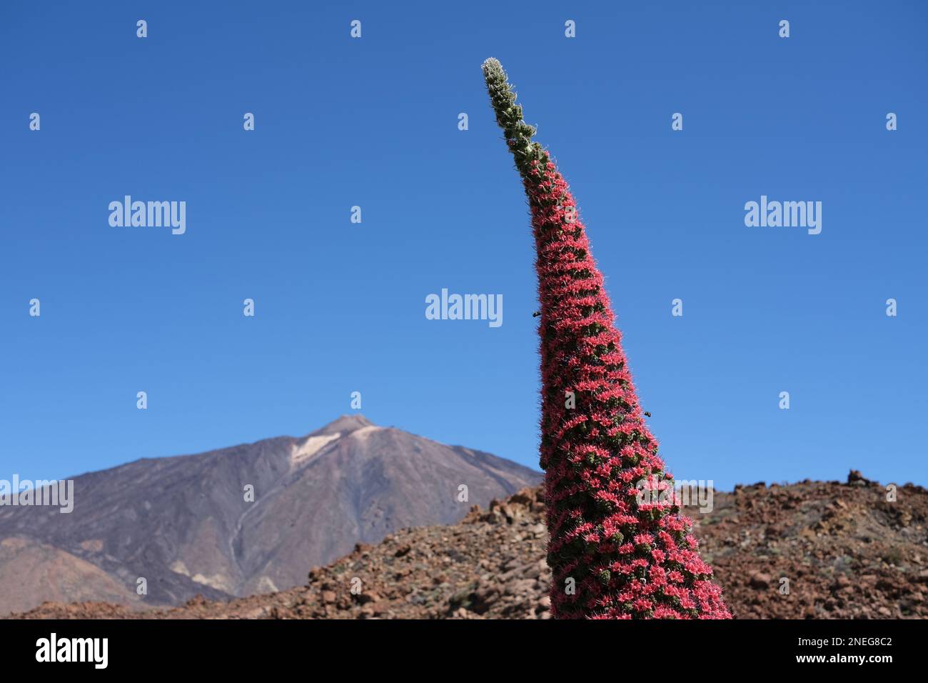 Nationalblume der kanarischen Inseln mit Teide im Hintergrund Stockfoto