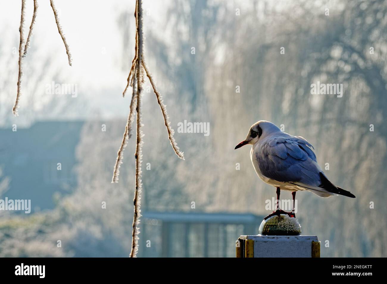 Eine einzige schwarze Möwe in ihrem Wintergefieber, hoch oben auf einer Stange an einem frostigen Wintertag in England, Großbritannien Stockfoto