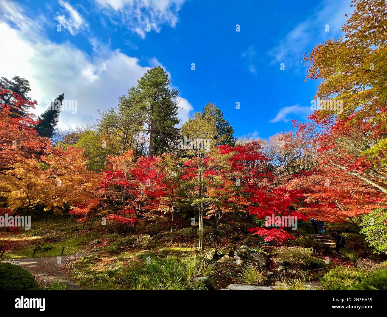 Herbstfarben im Seattle Japanese Garden 2022 Stockfoto
