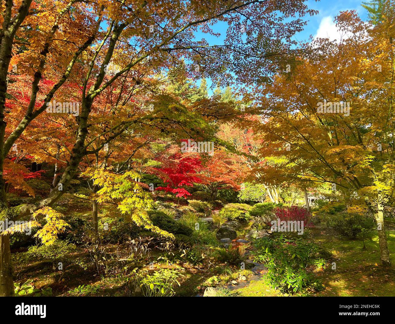 Seattle Japanese Garden im Herbst 2022 Stockfoto