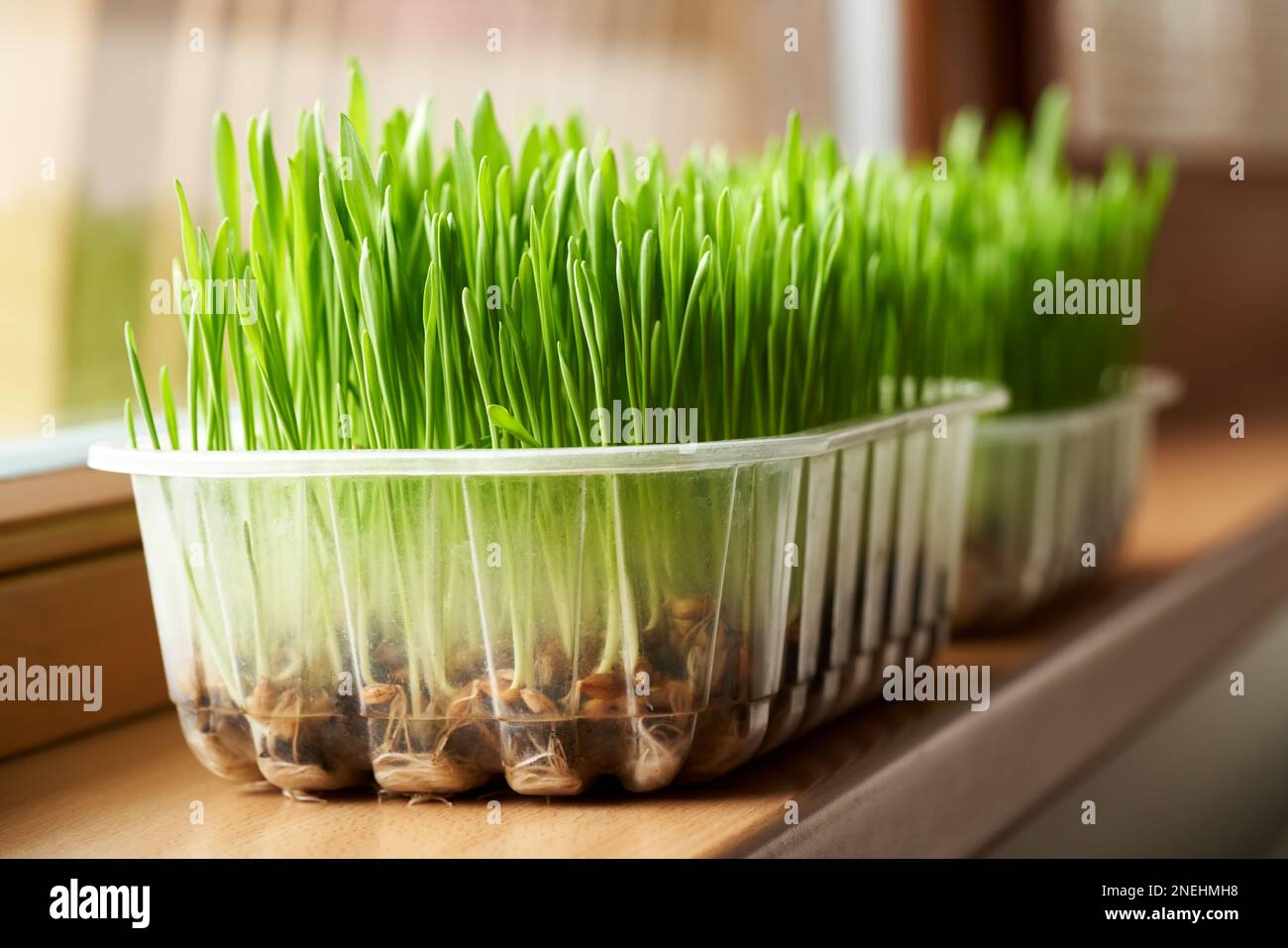 Frisches grünes Gerstengras, das auf dem Fensterbrett in einer Wohnung wächst. Gartenarbeit im Innenbereich. Stockfoto
