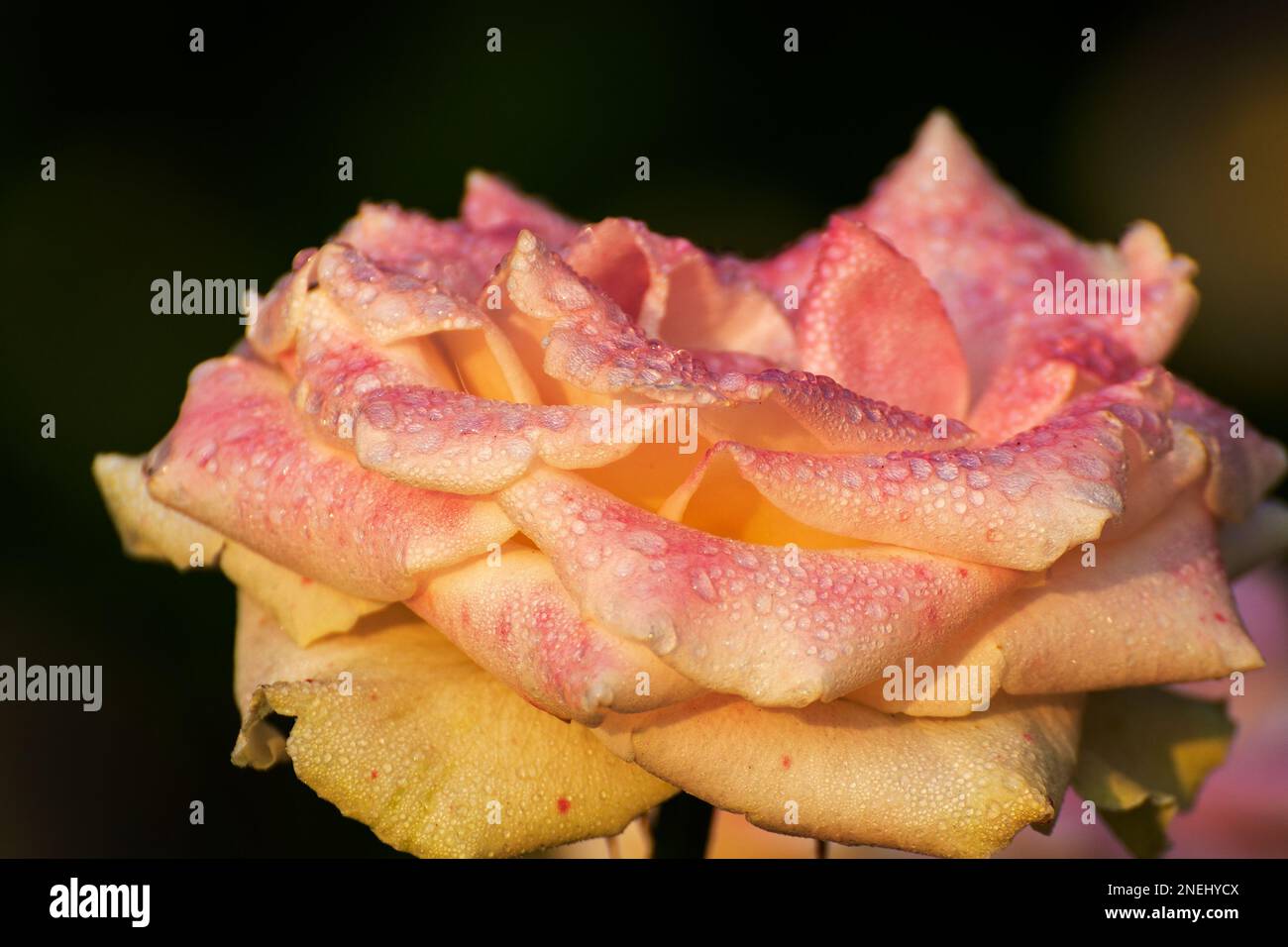 Tautropfen auf den rosafarbenen Rosenblüten, Blüte der waldreichen Staudenblüher der Gattung Rosa, Rosaceae. Früh Winter Morgen Natur Blumen. Stockfoto