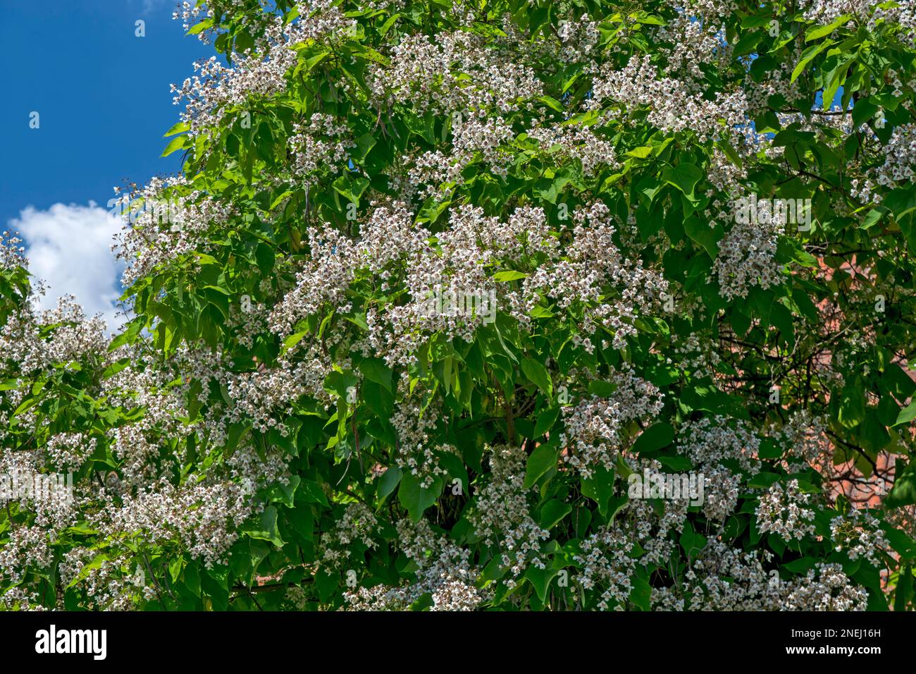 Ein wunderschöner Katalpa-Ovata-Baum in voller Blüte und ein blauer Himmel darüber. Stockfoto