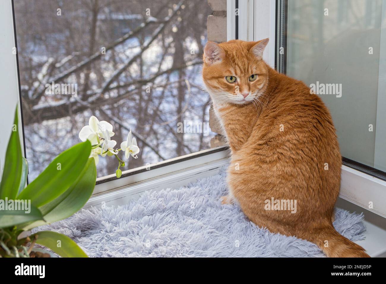 Die rote Katze sitzt auf dem Fensterbrett und schaut auf den Wintergarten. Stockfoto