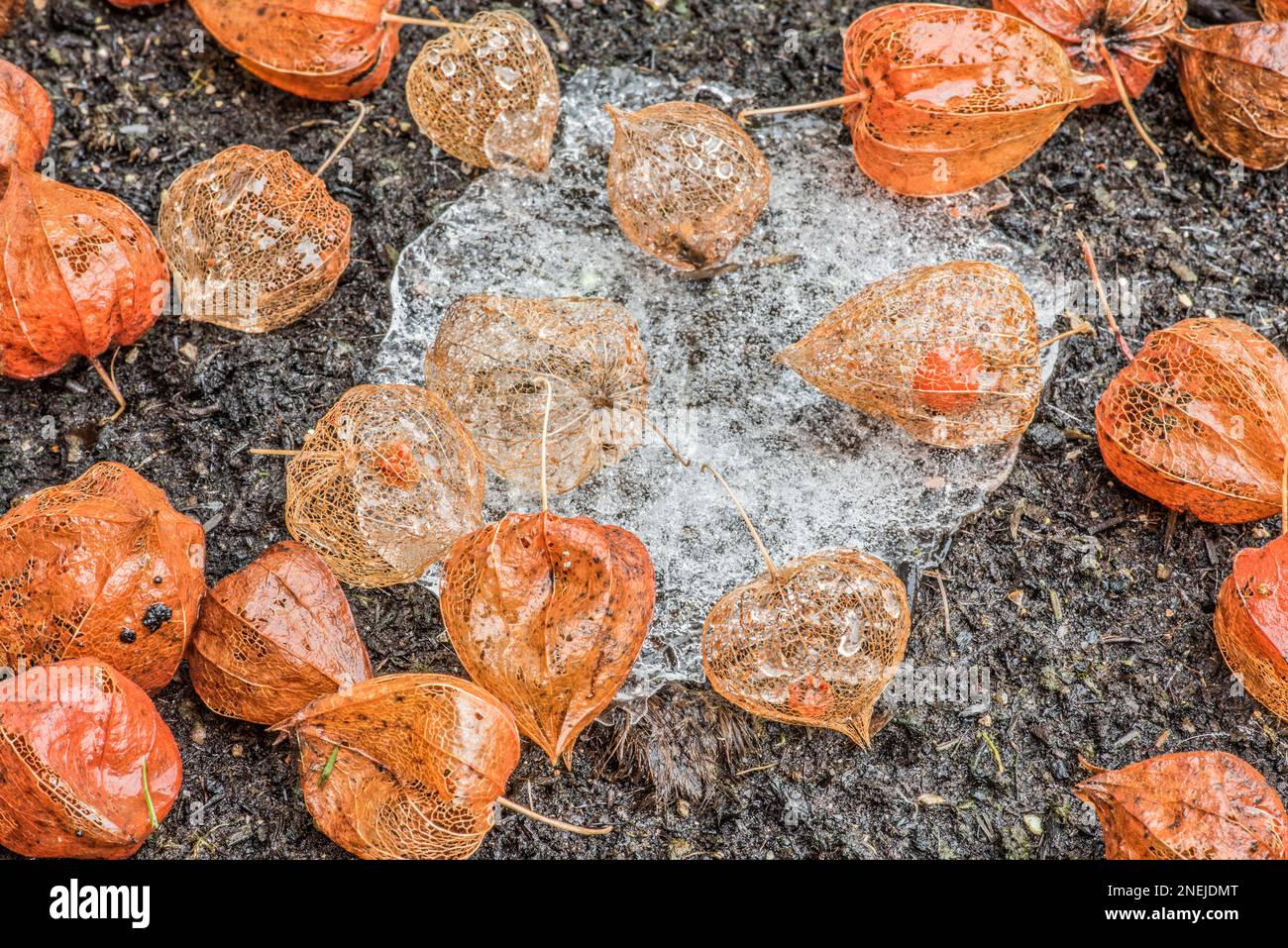 Physalis alkekengi, chinesische Lanternschalen, die auf einem Auftauplatz sitzen und noch etwas Eis haben. Etwas Wasser und Glanz vom Regen. Stockfoto