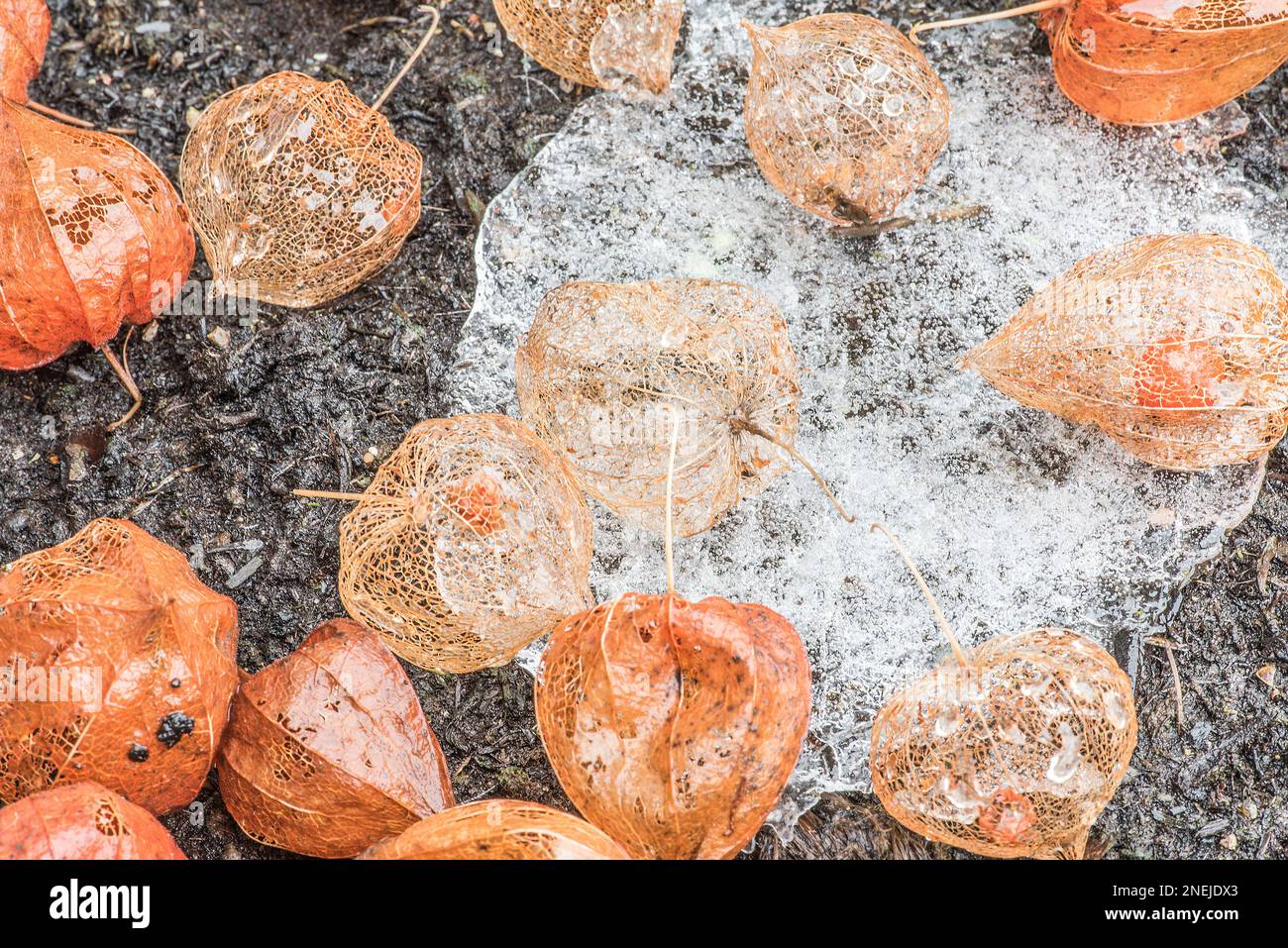 Physalis alkekengi, chinesische Lanternschalen, die auf einem Auftauplatz sitzen und noch etwas Eis haben. Etwas Wasser und Glanz vom Regen. Stockfoto