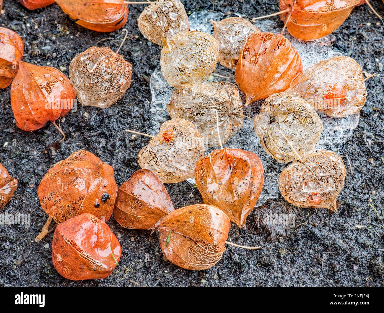 Physalis alkekengi, chinesische Lanternschalen, die auf einem Auftauplatz sitzen und noch etwas Eis haben. Etwas Wasser und Glanz vom Regen. Stockfoto