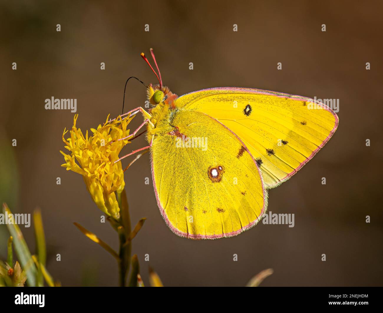 Dieser leuchtend gelbe Orangenschwefel schmeckt auf einer einheimischen Wildblume in diesem Wald in Colorado. Stockfoto