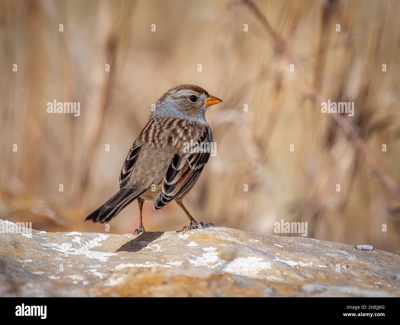 Dieser weiß gekrönte Spatz wurde fotografiert, als er auf einem Felsen in einem Lebensraum mit Bergwiesen in Colorado stand. Stockfoto