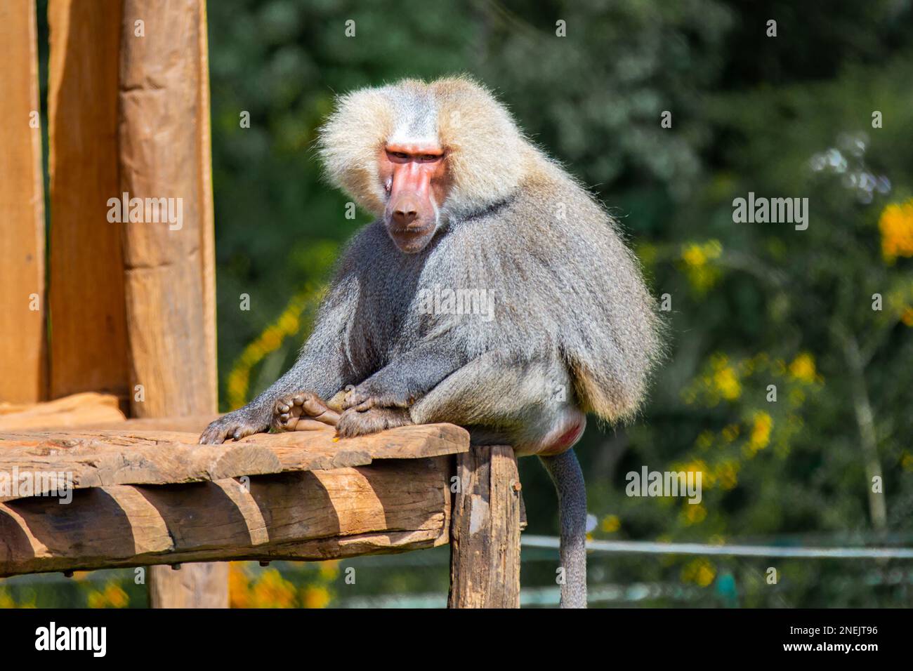 Männlicher heiliger Pavian im selektiven Fokus Stockfoto