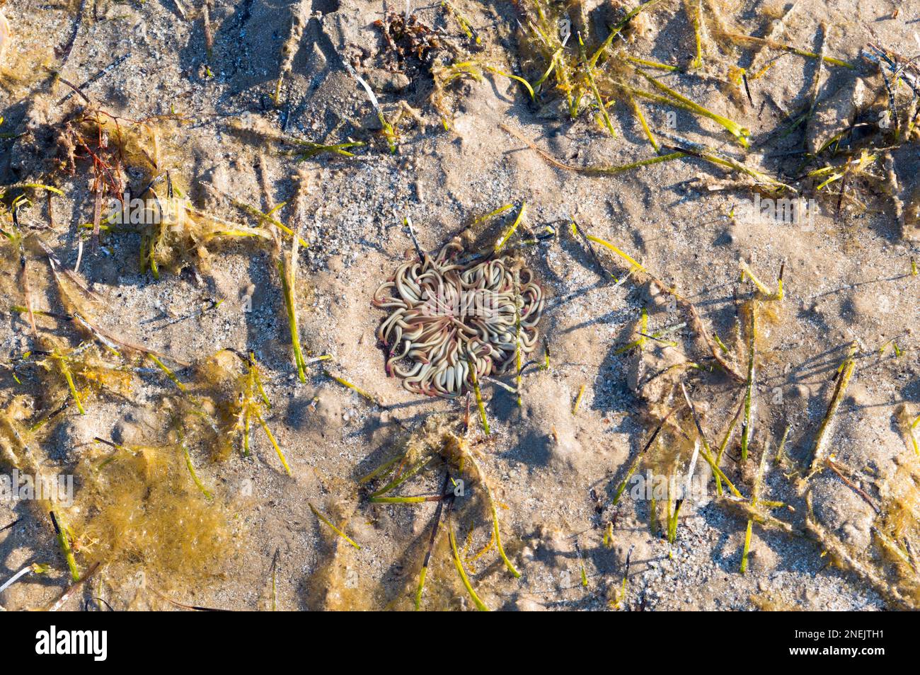 Sandiges Seabottom bei Ebbe mit versteckten Schlangenlöckchen Anemone, Anemonia viridis und Seetang Stockfoto