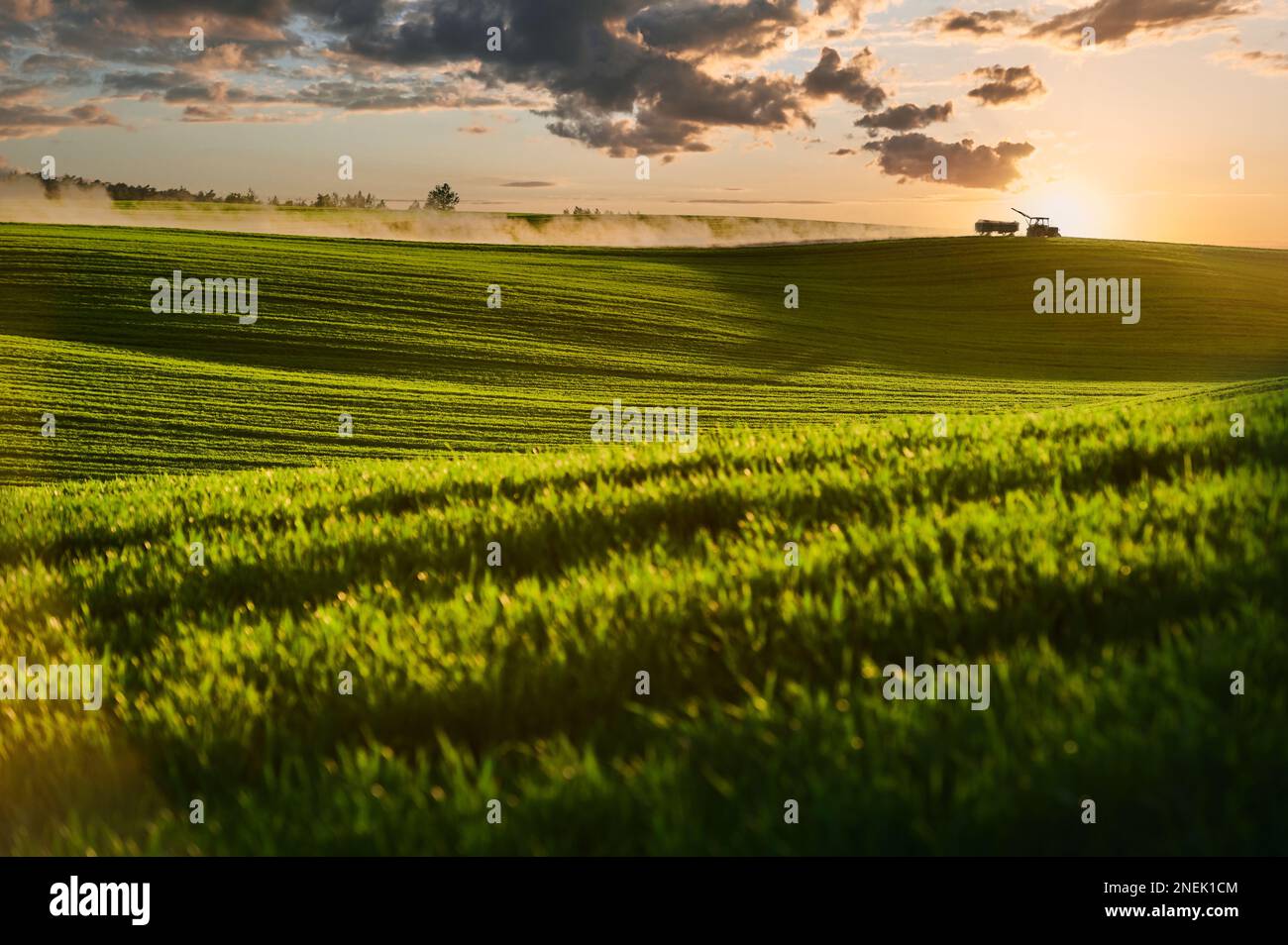 Sonnenuntergang, der Traktor fährt durch die grünen Felder, hinter ihm kommen Staubwolken zurück. Stockfoto
