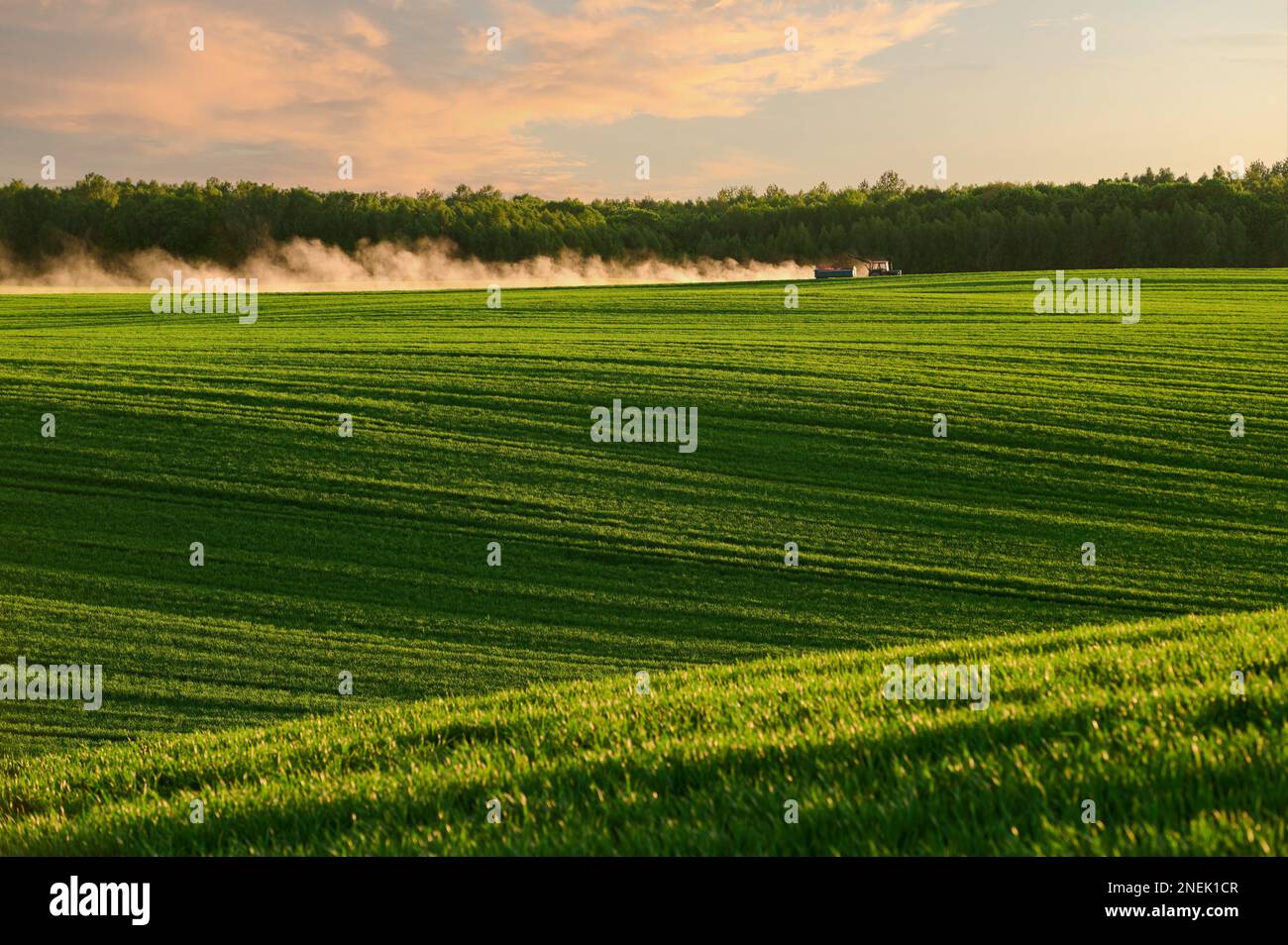 Traktor fährt auf der Straße zwischen grünen Feldern Stockfoto
