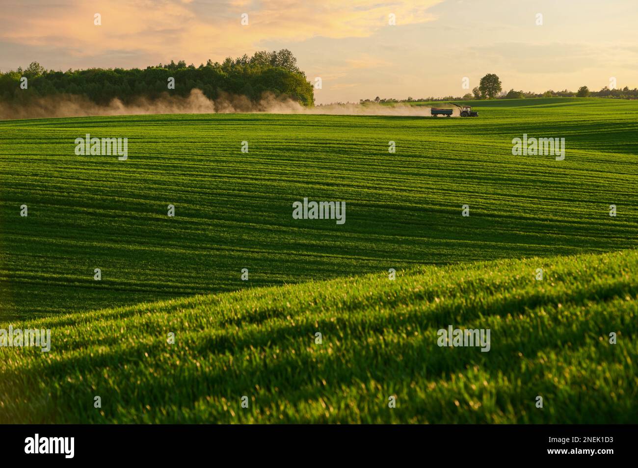 Traktor fährt auf der Straße zwischen grünen Feldern Stockfoto