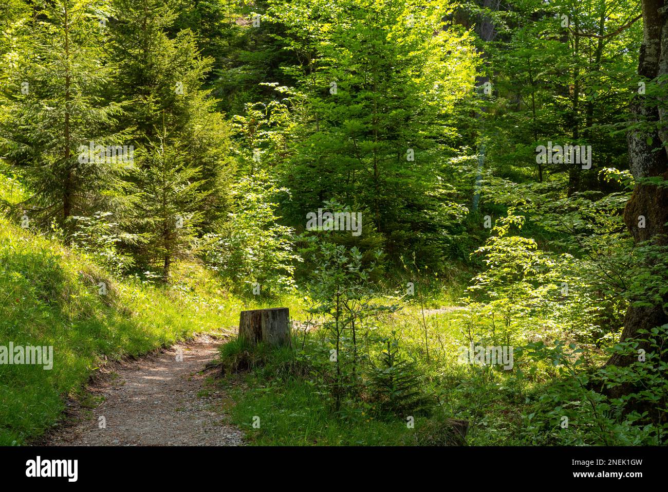 Weg durch den Wald, der von Sonnenlicht überflutet wird Stockfoto