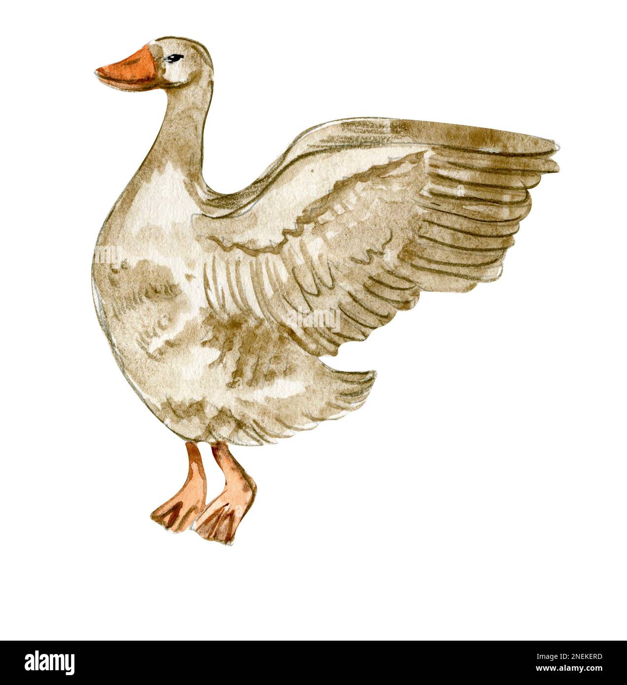 Aquarelle handgezeichnete Gans. Aquarelldarstellung eines Nutztieres. Handgezeichnet mit Aquarell auf weißem Hintergrund. Perfekt für Hochzeitseinladungen Stockfoto