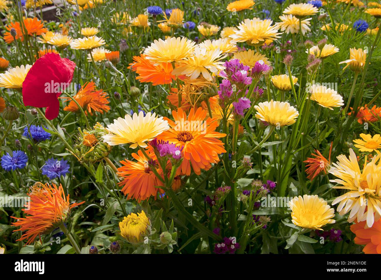Traditioneller englischer Blumengarten Stockfoto